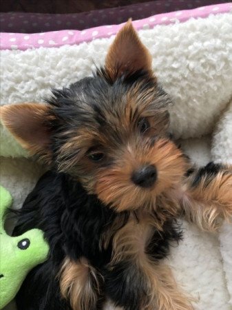 Yorkshire terrier