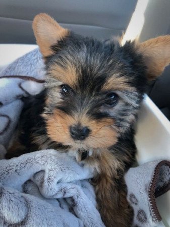 Yorkshire terrier