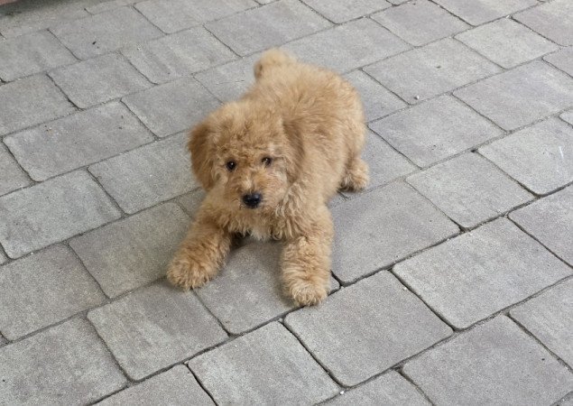 Uszkár
