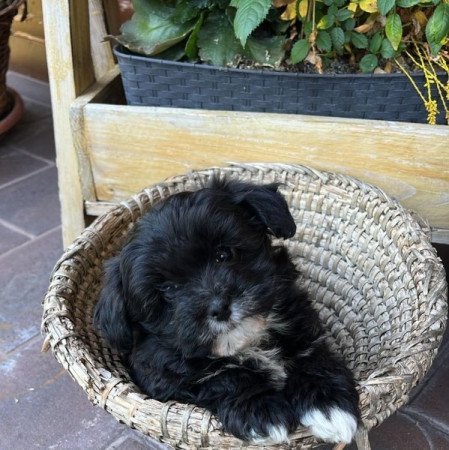 Bichon Havanese