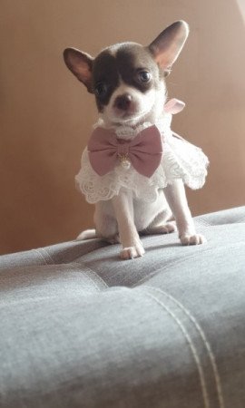 Csivava / Chihuahua