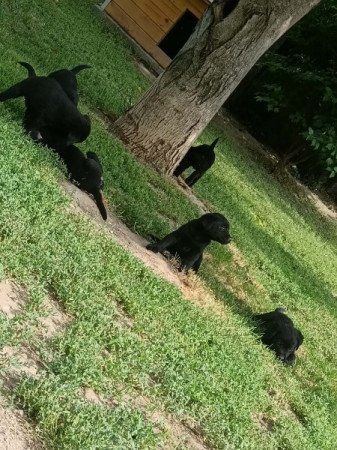Labrador