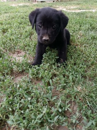 Labrador