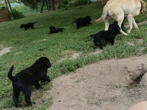 Labrador