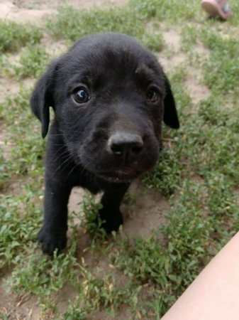Labrador