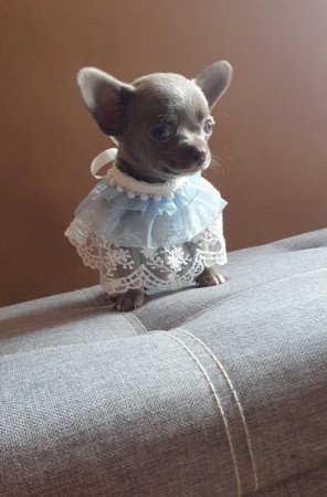 Csivava / Chihuahua