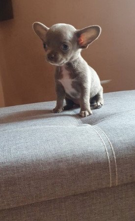 Csivava / Chihuahua