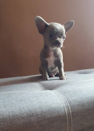 Csivava / Chihuahua