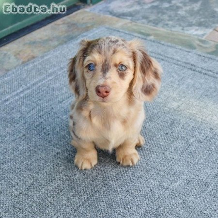 REGISTERED DACHSHUND PUPPIES FOR SALE