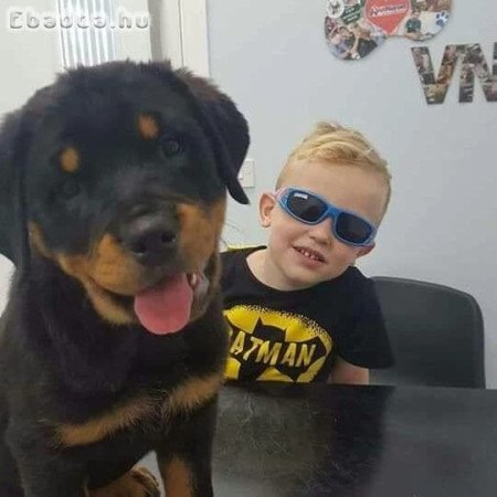 Rottweiler puppies for sale German pedigree