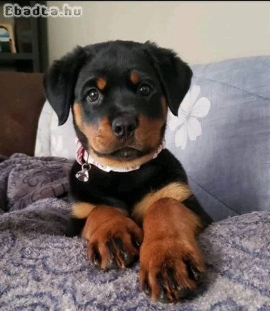 Rottweiler puppies for sale German pedigree
