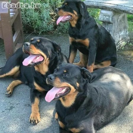 Rottweiler puppies for sale German pedigree
