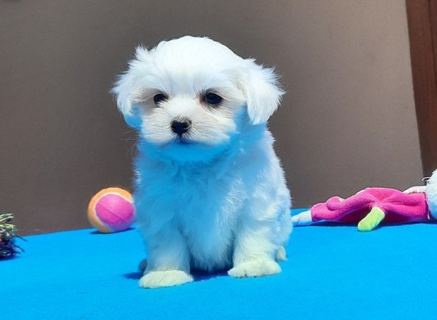 Bichon Havanese