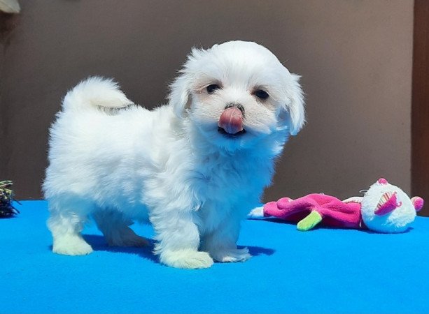 Bichon Havanese