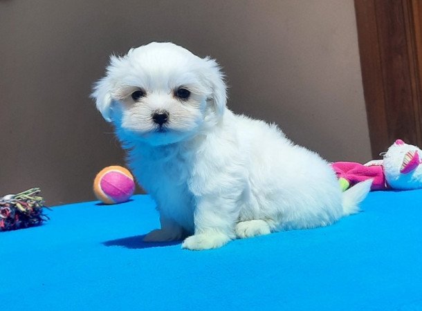 Bichon Havanese