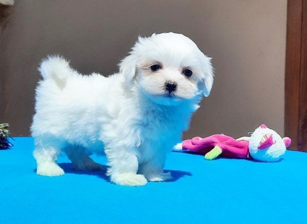 Bichon Havanese