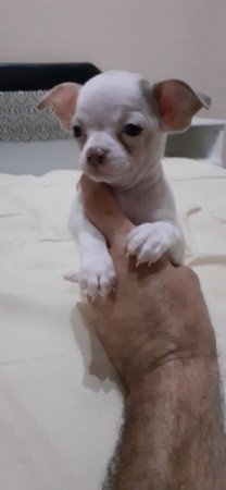 Csivava