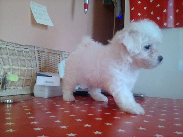 Bichon Havanes