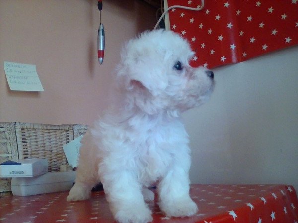 Bichon Havanes