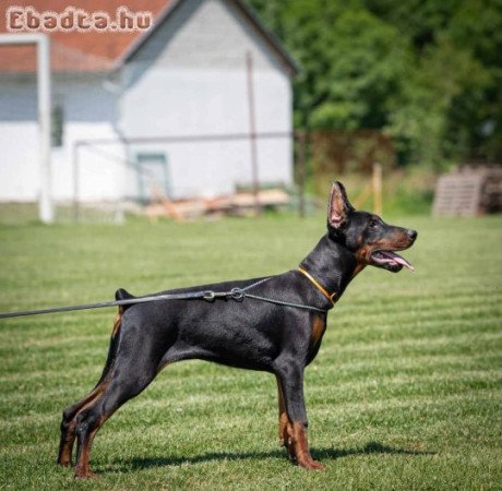 Doberman puppies for sale male and female