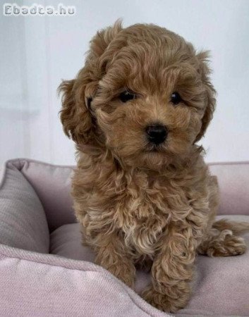 Mini and toy poodle 🐩 puppies for sale