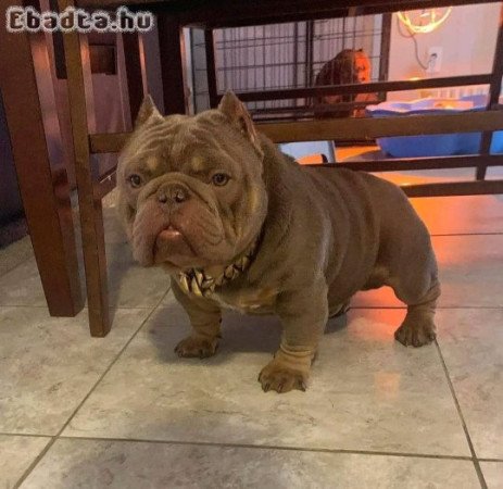 American bully or bulldog