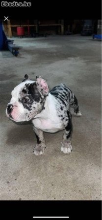 American bully or bulldog
