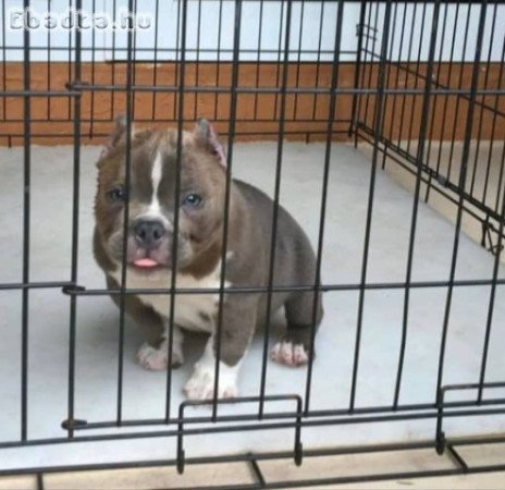 American bully or bulldog