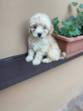 Maltipoo
