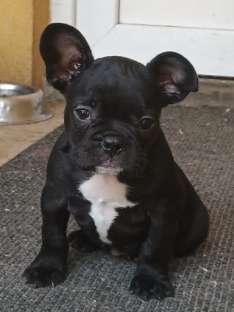 Francia bulldog