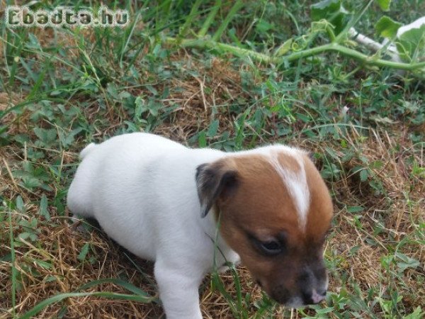 Jack Russel Terrier