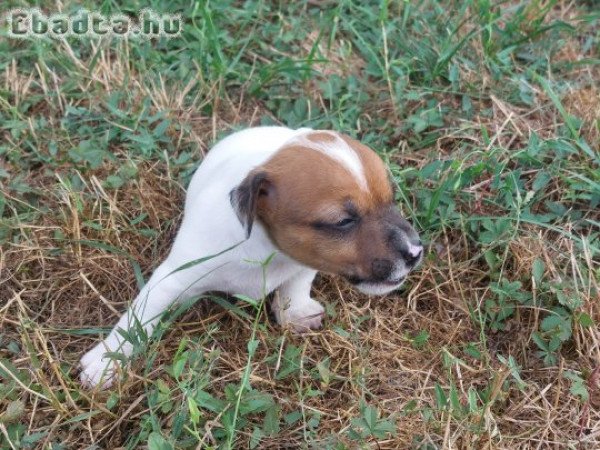 Jack Russel Terrier