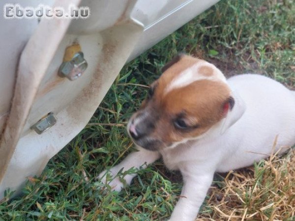 Jack Russel Terrier