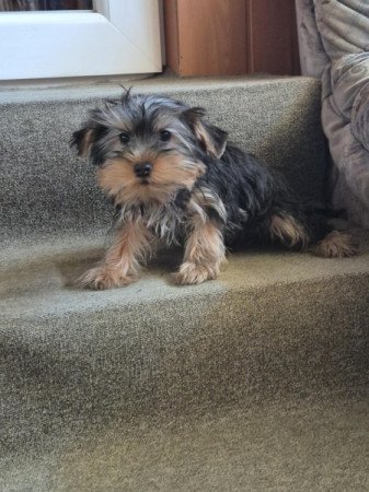 Yorkshire terrier