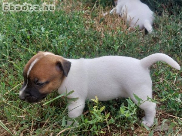 Jack Russel Terrier