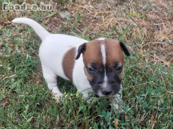 Jack Russel Terrier