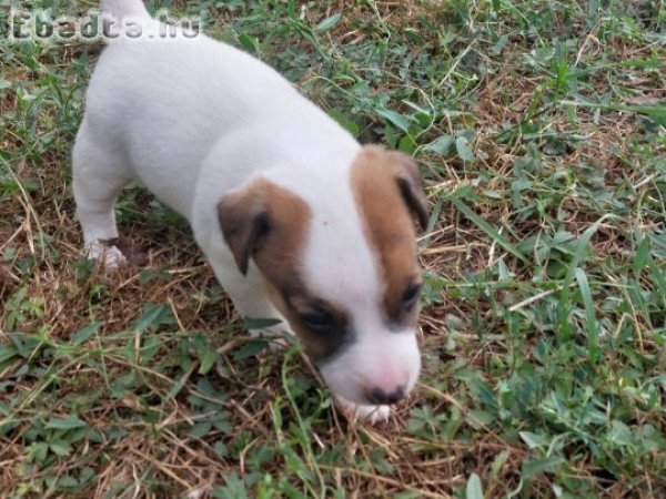 Jack Russel Terrier