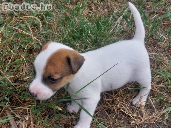 Jack Russel Terrier