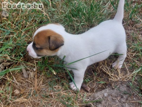 Jack Russel Terrier