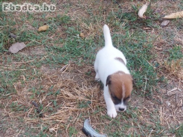 Jack Russel Terrier