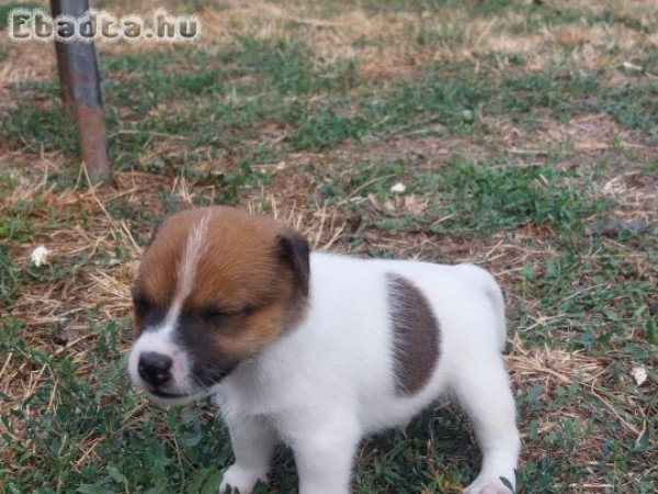 Jack Russel Terrier