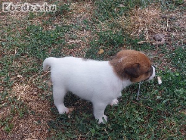 Jack Russel Terrier