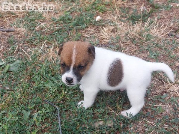 Jack Russel Terrier