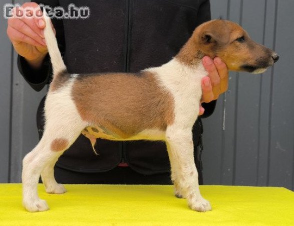 Törzskönyvezett foxterrier kan kiskutya