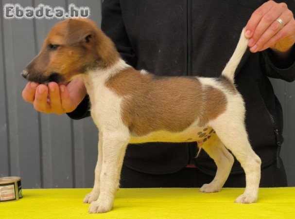 Törzskönyvezett foxterrier kan kiskutya
