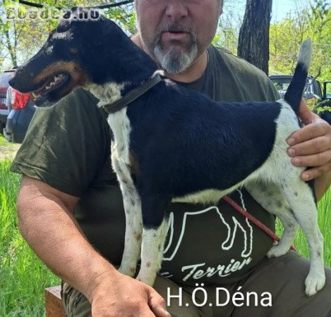 Törzskönyvezett foxterrier kan kiskutya