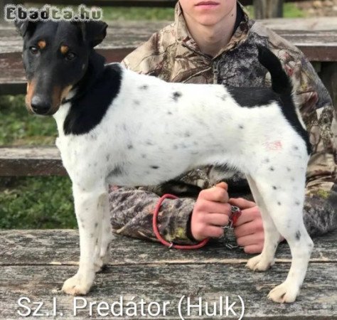 Törzskönyvezett foxterrier kan kiskutya