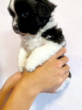 Bichon Havanese