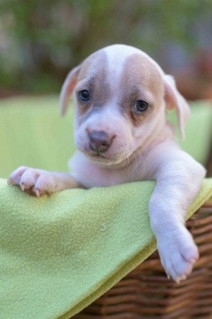 Jack Russel Terrier