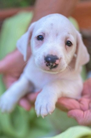 Jack Russel Terrier